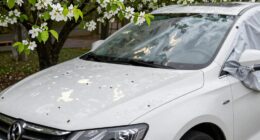 protect paint from bugs